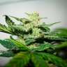 заказать качественные семена конопли Auto Bomb feminised заказать качественные семена конопли Auto Bomb feminised