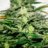 заказ семян конопли Auto Bomb feminised заказ семян конопли Auto Bomb feminised