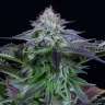 продажа семян конопли в Украине Purple Kush feminised GanjaLiveSeeds продажа семян конопли в Украине Purple Kush feminised GanjaLiveSeeds