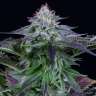семена конопли цена Украина Purple Kush feminised GanjaLiveSeeds семена конопли цена Украина Purple Kush feminised GanjaLiveSeeds