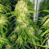 семена конопли с доставкой Haze feminised Ganja Seeds