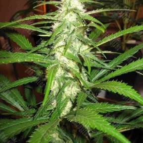 Семена каннабиса Sugar Black Rose feminised Ganja Seeds Fast Version