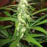 Купить в Украине Sugar Black Rose feminised Ganja Seeds Fast Version Купить в Украине Sugar Black Rose feminised Ganja Seeds Fast Version