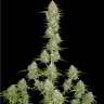 Auto Orange Sherbet feminised Ganja Seeds Auto Orange Sherbet feminised Ganja Seeds