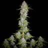 Auto Orange Sherbet feminised Ganja Seeds Auto Orange Sherbet feminised Ganja Seeds