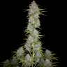 Auto Orange Sherbet feminised Ganja Seeds Auto Orange Sherbet feminised Ganja Seeds