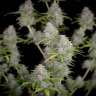 Auto Orange Sherbet feminised Ganja Seeds Auto Orange Sherbet feminised Ganja Seeds