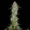 Auto Orange Sherbet feminised Ganja Seeds Auto Orange Sherbet feminised Ganja Seeds