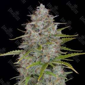 Auto Orange Sherbet feminised Ganja Seeds
