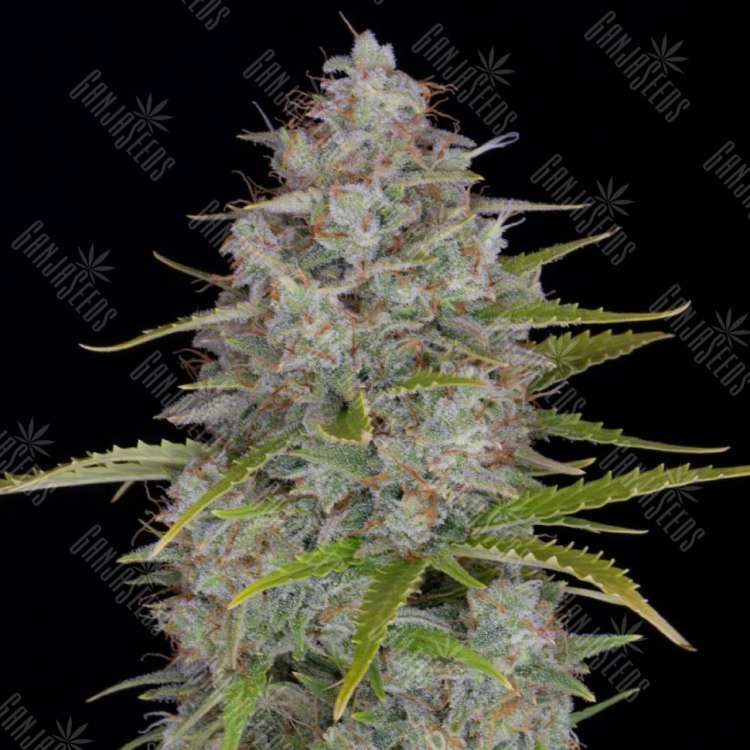 Auto Orange Sherbet feminised Ganja Seeds Auto Orange Sherbet feminised Ganja Seeds