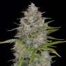 Auto Orange Sherbet feminised Ganja Seeds Auto Orange Sherbet feminised Ganja Seeds