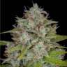 Auto Orange Sherbet feminised Ganja Seeds Auto Orange Sherbet feminised Ganja Seeds