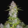 Auto Orange Sherbet feminised Ganja Seeds Auto Orange Sherbet feminised Ganja Seeds