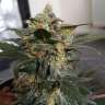 купить урожайные семена конопли  Auto Mazar feminised купить урожайные семена конопли  Auto Mazar feminised
