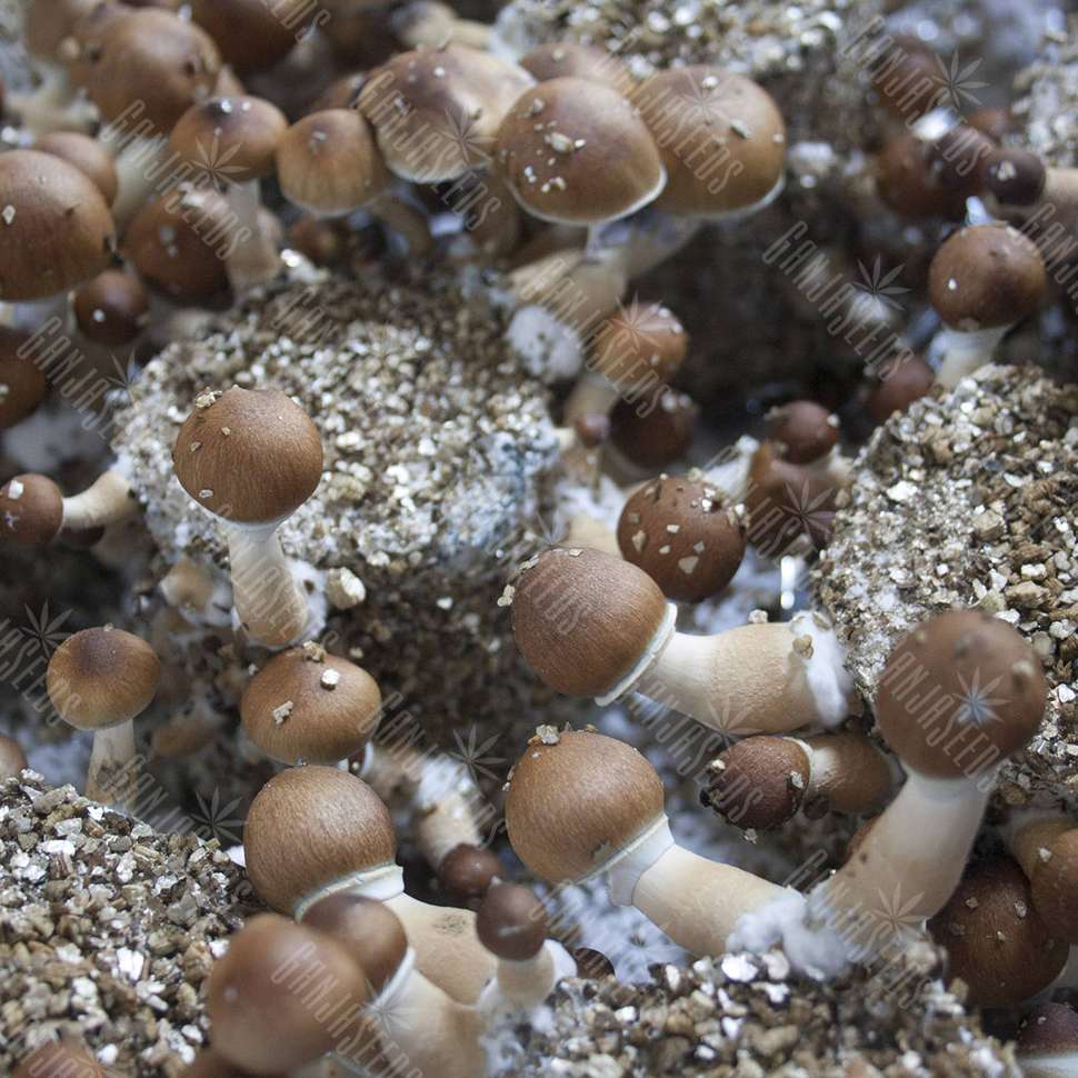 Споры грибов семена