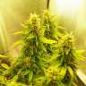 купить семена конопли недорого Auto Great White feminised