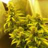 купить семена конопли интернет магазин Auto Great White feminised