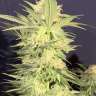 Auto Brooklyn Sunrise feminised Dutch Passion Seeds Auto Brooklyn Sunrise feminised Dutch Passion Seeds