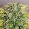 семена конопли марихуаны Balkhash feminised Bang Seeds семена конопли марихуаны Balkhash feminised Bang Seeds