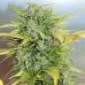 семена индийской конопли Balkhash feminised Bang Seeds семена индийской конопли Balkhash feminised Bang Seeds