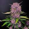 Auto Purple Lemonade feminised Ganja Seeds