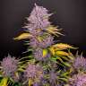 Auto Purple Lemonade feminised Ganja Seeds