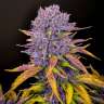 Auto Purple Lemonade feminised Ganja Seeds