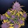 Auto Purple Lemonade feminised Ganja Seeds