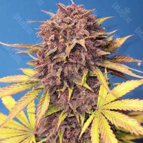 Auto Purple Lemonade feminised Ganja Seeds