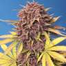 Auto Purple Lemonade feminised Ganja Seeds