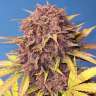 Auto Purple Lemonade feminised Ganja Seeds