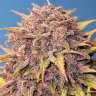 Auto Purple Lemonade feminised Ganja Seeds