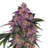 заказать семена конопли Purple Kush feminised заказать семена конопли Purple Kush feminised
