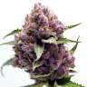 купить семена конопли Purple Kush feminised
 купить семена конопли Purple Kush feminised