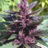 экзотические семена конопли Purple Kush feminised
 экзотические семена конопли Purple Kush feminised