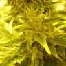 заказать семена конопли наложенным платежом Auto Blue Ryder regular