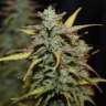 купить автоцветущие семена конопли Auto Blue Ryder regular