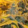 конопля семена сорта заказать Auto Northern Lights feminised конопля семена сорта заказать Auto Northern Lights feminised