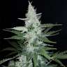 купить семена конопли Super Mazar feminised Ganja Seeds купить семена конопли Super Mazar feminised Ganja Seeds