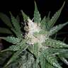 семена конопли Super Mazar feminised Ganja Seeds семена конопли Super Mazar feminised Ganja Seeds