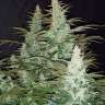 заказ семян конопли Super Mazar feminised Ganja Seeds заказ семян конопли Super Mazar feminised Ganja Seeds