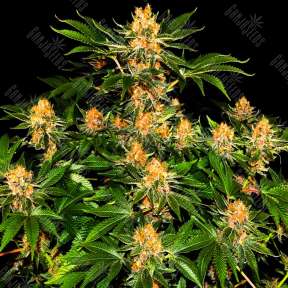 Purple Punch feminised Ganja Seeds