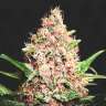 Купить проверенный сорт Purple Punch feminised Ganja Seeds Купить проверенный сорт Purple Punch feminised Ganja Seeds