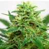 купить семена конопли в Украине Somango feminised