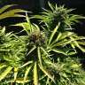 купить качественные семена конопли Somango feminised