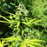 купить мощные семена конопли Somango feminised