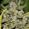 купить семена конопли дешево Somango feminised