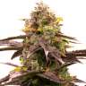 семя конопли White Widow x Jack Herer feminised
семя конопли White Widow x Jack Herer feminised