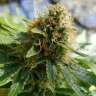 купить семена конопли Auto Sweet Mango feminised