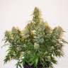купить семена конопли гидропоники Auto Colorado Cookies feminised купить семена конопли гидропоники Auto Colorado Cookies feminised
